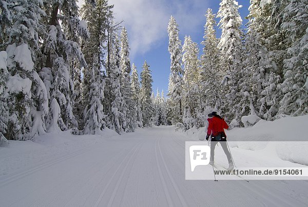Pirate Loppett  cross-country skiing  Larch Hills Nordic Area  near Salmon Arm  British Columbia  Canada.