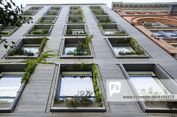 Bergsteiger  Hochformat  New York City  Fenster  Botanik  Gebäude  Wachstum  Produktion  Garten  Vorsicht  Fensterbank  hoch  oben  erlauben