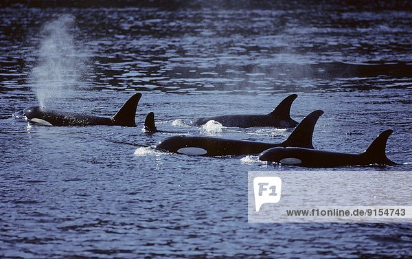 Schwertwal  Orcinus orca  Tropisch  Tropen  subtropisch  Technik  Meer  geselliges Beisammensein  Jagd  Kosmopolit  Entdeckung  Antarktis  Lärm  Kälte  Aktivitäten  Arktis  British Columbia  Kanada  Wal