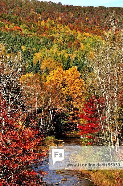A vertical image of a small brook running through the bright fall colored trees of the deciduous forest near Waterford New Brunswick Canada.