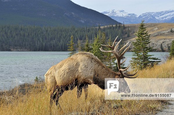 A side view of a large bull elk  Cervus elaphus  foraging along the roadside in Jasper National Park  Alberta  Canada.