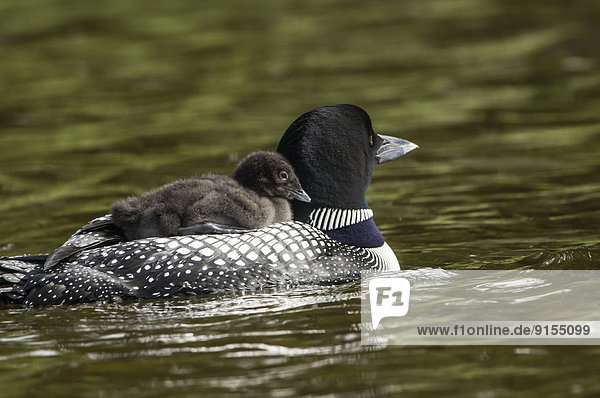 The common loon (Gavia immer) (with chick on its back. feeding its young.