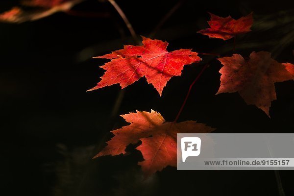 Ahornblatt rot Algonquin Provincial Park Ontario