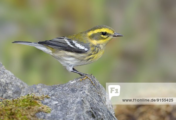 Townsend-Waldsänger  Dendroica townsendi  Rohrsänger