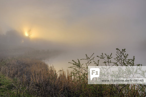 Cariboo region  British Columbia  Canada  sunrise  Hall Lake  misty morning  wetland  marsh
