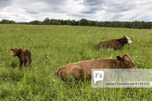 Canada  British Columbia  Big Bear Ranch  Cariboo region  organic ranch  cows
