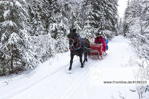 Canada  British Columbia  Cariboo Chilcotin region  sleigh ride  Christmas sleigh ride  winter  winter sleigh ride