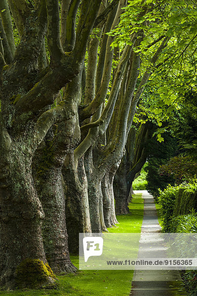 Tree Lined sidewalk  Kerrisdale  Vancouver  British Columbia  Canada
