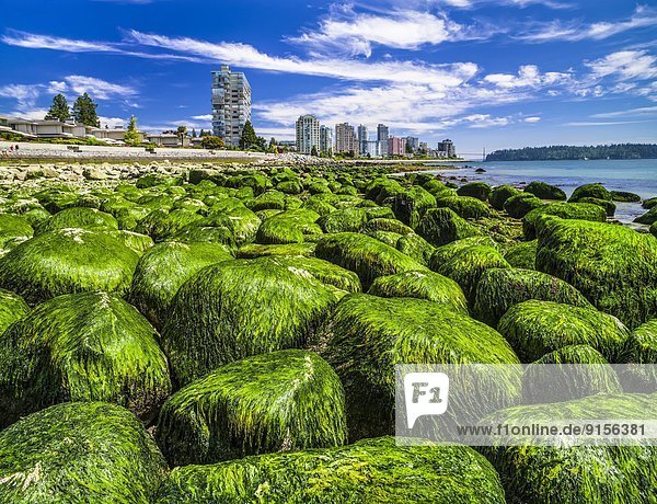 Felsbrocken  bedecken  Strand  Braunalge  British Columbia  Kanada