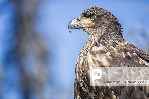 Weißkopfseeadler Haliaeetus leucocephalus Kleinkindalter Kleinkind