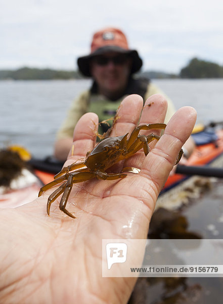A kayaker holds a Kelp Crab (Pugettia gracilis) in his hand while paddling in the Broken Island Group  Barkley Sound  Vancouver Island  British Columbia  Canada