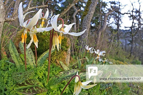 White Fawn lilies (Erythronium oregonum)  Pipers Lagoon Park  Nanaimo  BC  Canada