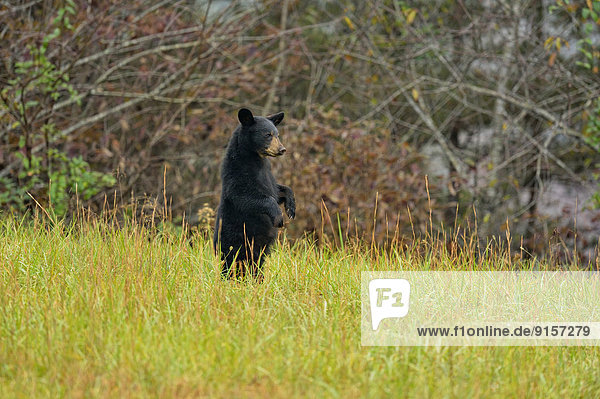 Vereinigte Staaten von Amerika  USA  Schwarzbär  Ursus americanus  junges Raubtier  junge Raubtiere  Tennessee