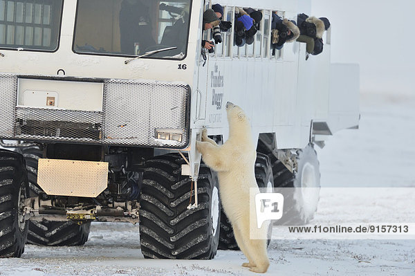 Eisbär  Ursus maritimus  hoch  oben  Kälte  Verkehr  Neugier  Küste  Kinderwagen  Hudson River  Bucht  Kanada  Manitoba  Tundra