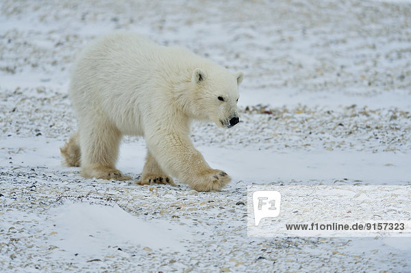 Eisbär  Ursus maritimus  Kanada  junges Raubtier  junge Raubtiere  Manitoba  Jahr