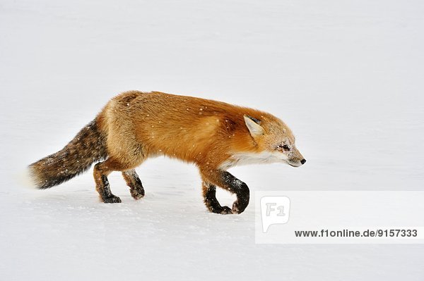 Schneehuhn  nähern  töten  rot  Arktis  Kanada  Kadaver  Fuchs  Manitoba