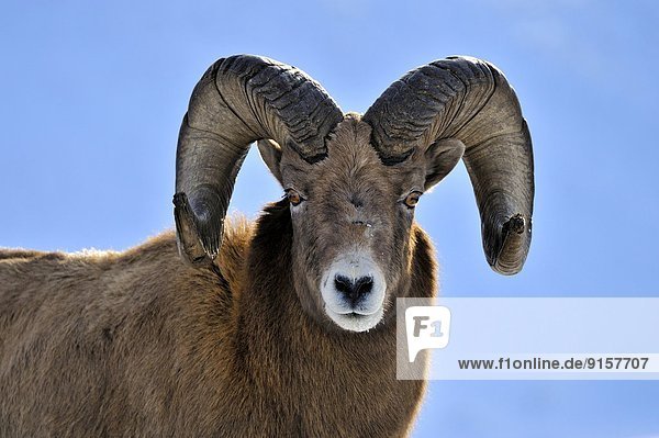 A front portrait of a wild bighorn ram 'Ovis canadensis' making eye contact against a blue sky background.