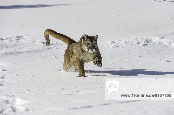Captive Mountain Lion (Puma concolor couguar) in the snow Bozeman  Montana  USA