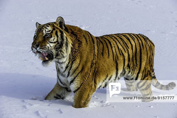 Vereinigte Staaten von Amerika  USA  Sibirischer Tiger  Sibirische  Panthera tigris altaica  Amurtiger