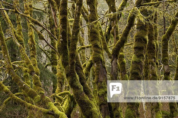 bedecken  Baum  Wald  Insel  Temperatur  Erle  Kanada  Moos  Vancouver