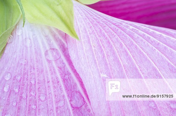 Close up of wet pink flower petals.