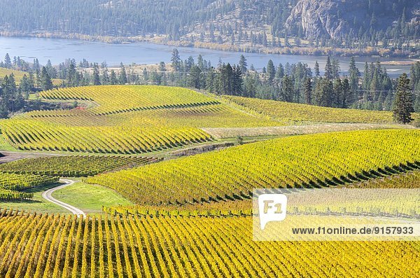 Vineyards in the fall with Okanagan River in background  Okanagan Valley  British Columbia  Canada.