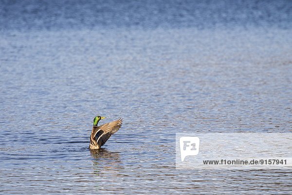 Mallard duck  Anas platyrhynchos  flapping it's wings on Okangan Lake in Penticton  British Columbia  Canada