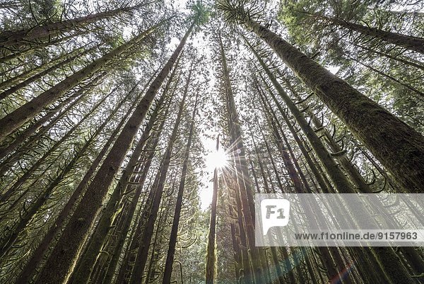 beleuchtet Baum Wald Ländliches Motiv ländliche Motive Steinschlag Moos Golden Ears Bridge British Columbia Kanada Ahorn Hügelkette Sonne