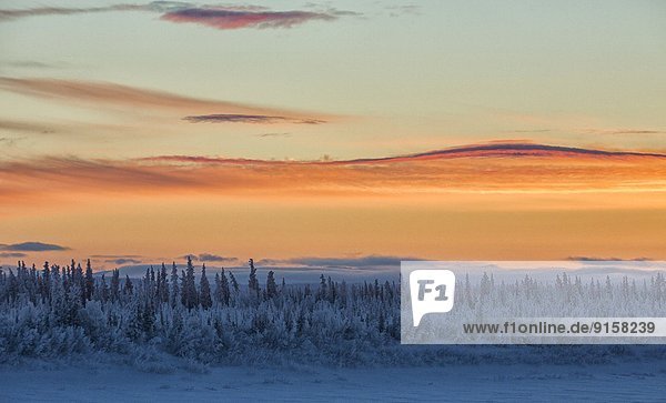 Stachelschwein  Erethizon dorsatum  Sonnenuntergang  über  Fluss  gefroren  Yukon