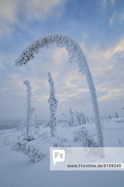 Krähe  Biegung  Biegungen  Kurve  Kurven  gewölbt  Bogen  gebogen  Berg  Baum  unterhalb  Gewicht  Schnee  Yukon