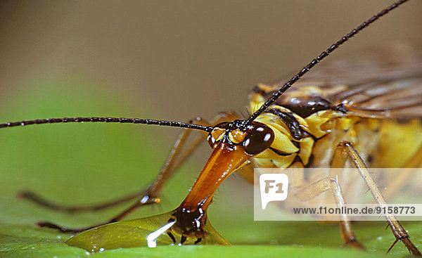 Skorpionsfliege  Panorpa scorpion
