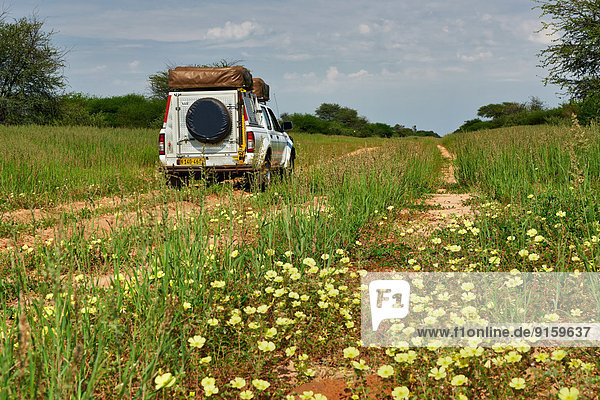 Geländewagen im Kgalagadi-Transfrontier-Park  Kalahari  Südafrika  Botswana