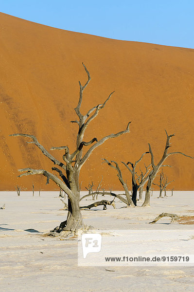 Baum Landschaft Sand rot Düne Namibia Namib Naukluft Nationalpark Akazie