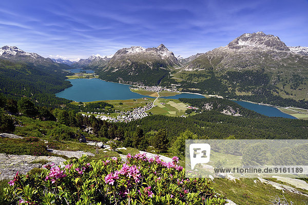 Surlej und Silvaplana mit Oberengadiner Seen  Champferersee  Silvaplanersee  Silsersee  vorne Alpenrosen  Engadin  Kanton Graubünden  Schweiz