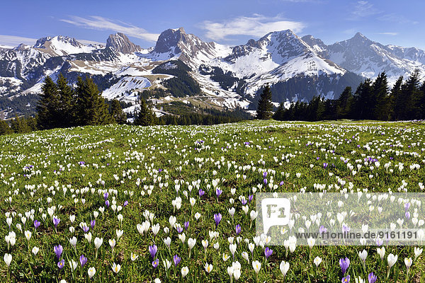 Blume Alpen Wiese Krokus Schweiz Kanton Bern