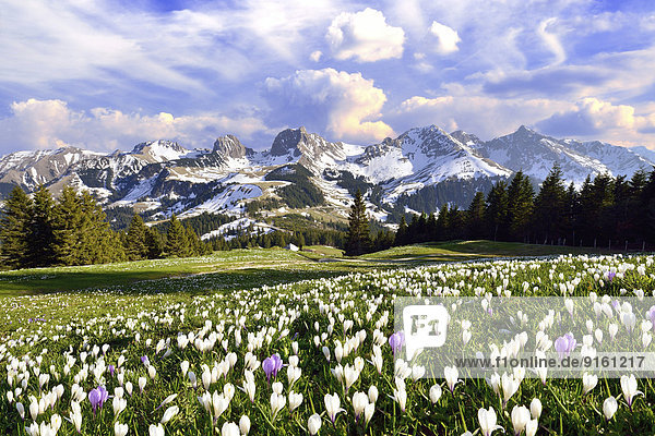 Wolke Blume über Sturm Alpen Wiese Krokus Schweiz Kanton Bern