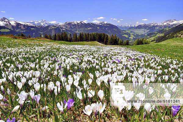 nahe Blume Wiese Ansicht Krokus Schweiz Kanton Waadt