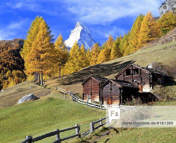 Wooden huts in front of larch trees with autumnal foliage and Mt Matterhorn  near Zermatt  Canton of Valais  Switzerland