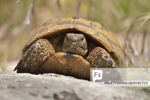Ausgewachsene Maurische Landschildkröte (Testudo graeca ibera)  Lykien  Türkei