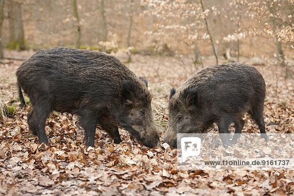 Wildschweine (Sus scrofa)  Bachen  captive  Nordrhein-Westfalen  Deutschland