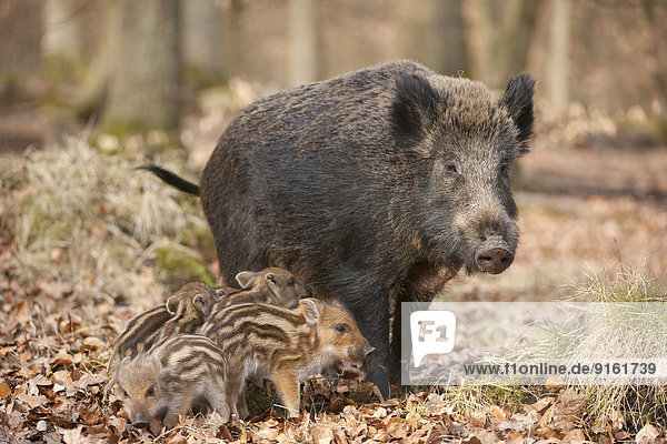 Wildschweine (Sus scrofa)  Bache und Frischlinge  captive  Nordrhein-Westfalen  Deutschland