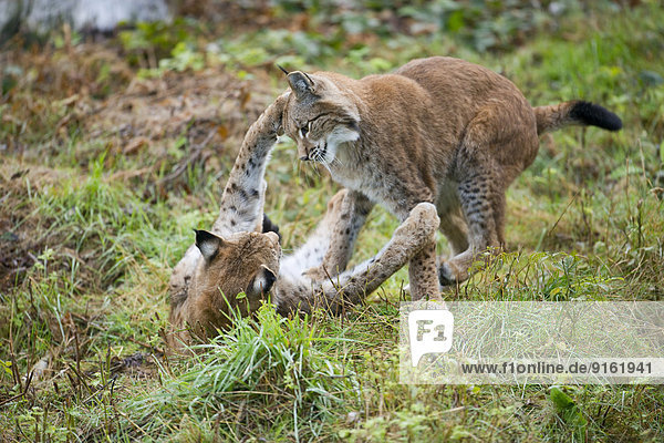 Eurasische Luchse  Nordluchse (Lynx lynx)  spielerisch kämpfende Jungtiere  captive  Niedersachsen  Deutschland