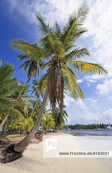 Lonely beach with palm trees  tropical island  Chichime Cays  San Blas Islands  Panama