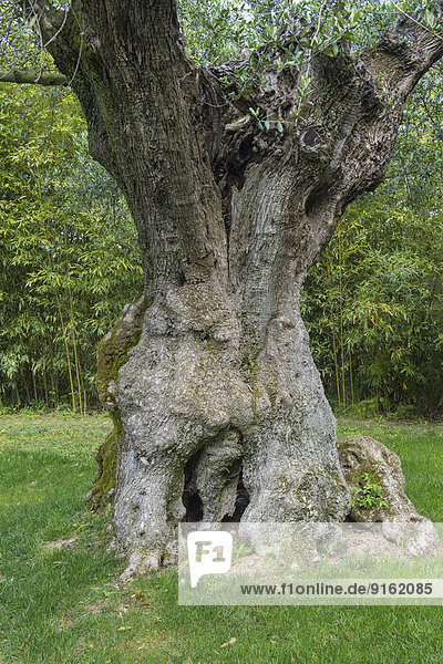 Tausendjähriger Olivenbaum,  Bacalhoa Weingut,  Azeitao,  Setubal Halbinsel,  Portugal