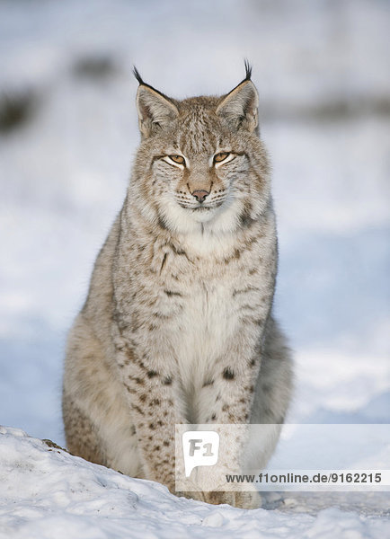 Eurasischer Luchs  Nordluchs (Lynx lynx)  Jungtier sitzt im Schnee  captive  Bayern  Deutschland