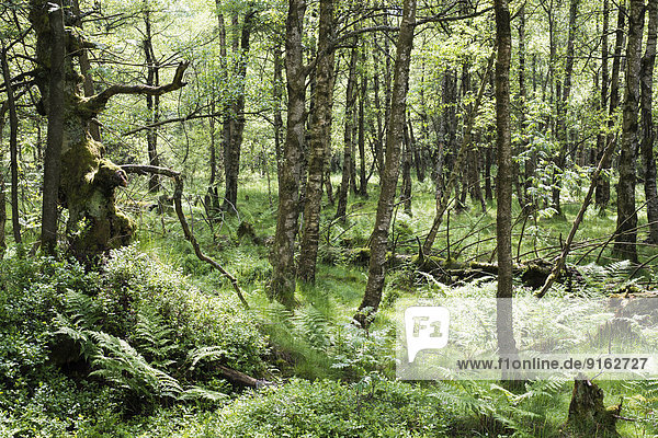 Wald im Naturschutzgebiet Rotes Moor  UNESCO-Biosphärenreservat Rhön  Gersfeld  Hessen  Deutschland
