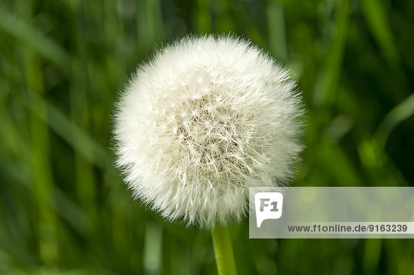 Pusteblume  Gewöhnlicher Löwenzahn (Taraxacum sect. Ruderalia)  Deutschland