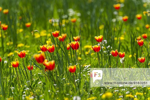 Rot-gelbe Tulpen (Tulipa) auf einer Blumenwiese  Hessen  Deutschland