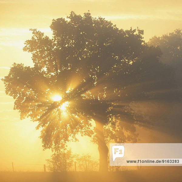 Sonnenstrahlen im Baum,  Dingdener Heide,  Hamminkeln,  Niederrhein,  Nordrhein-Westfalen,  Deutschland