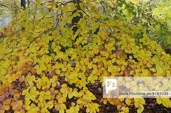 Herbstlich verfärbter Ast einer Rotbuche (Fagus sylvatica)  Niederrhein  Nordrhein-Westfalen  Deutschland